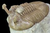 Asaphus Kowalewskii Trilobite With Brachiopod - Russia #89999-3